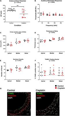 Frontiers Single Cell Rna Seq Of Cisplatin Treated Adult Stria